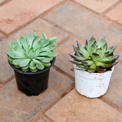 Buy Set of 2 - Echeveria Green & Red Tipped Succulent in 3 Inch Nursery Pot Online | Urvann.com