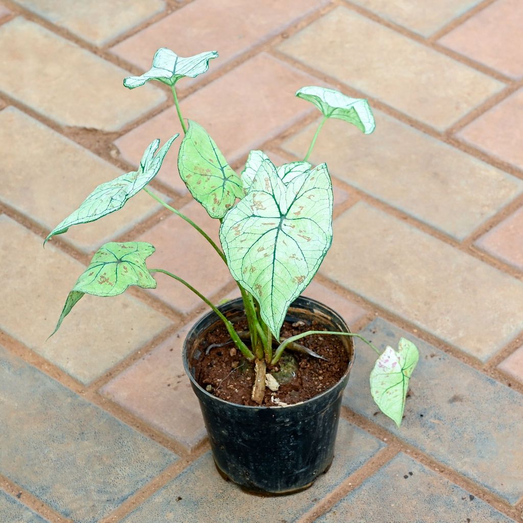 Caladium White in 4 Inch Nursery Pot