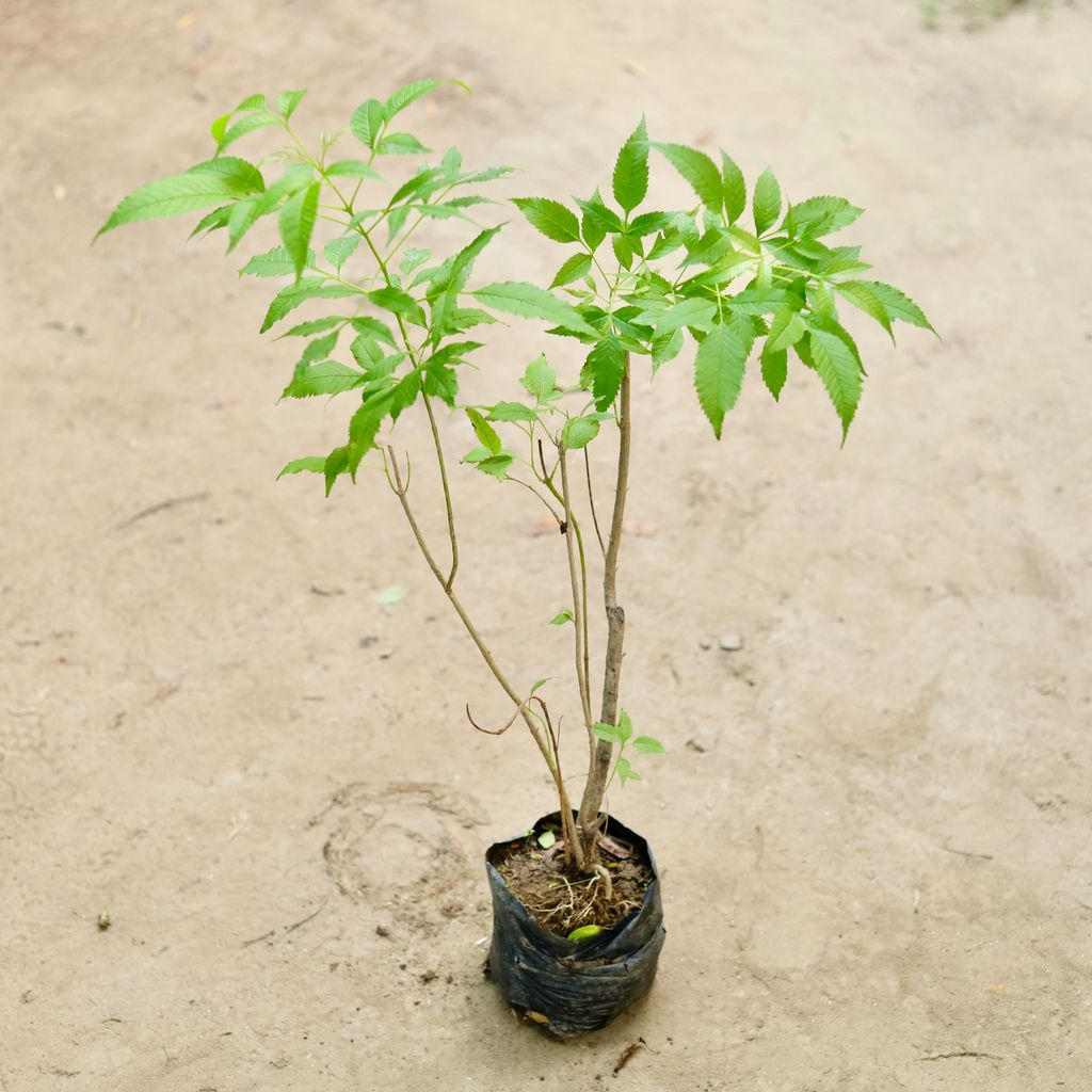 Tecoma Gori Chori (any colour) in 6 Inch Nursery Bag