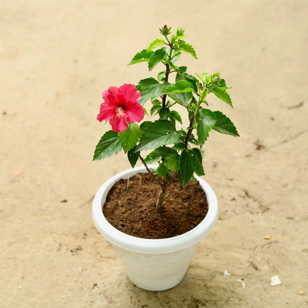 Hibiscus Red in 8 Inch Classy White Plastic Pot