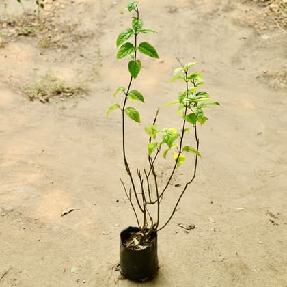 Buy Bleeding Heart (any colour) (~ 1.5 ft) in 4 Inch Nursery Bag Online | Urvann.com