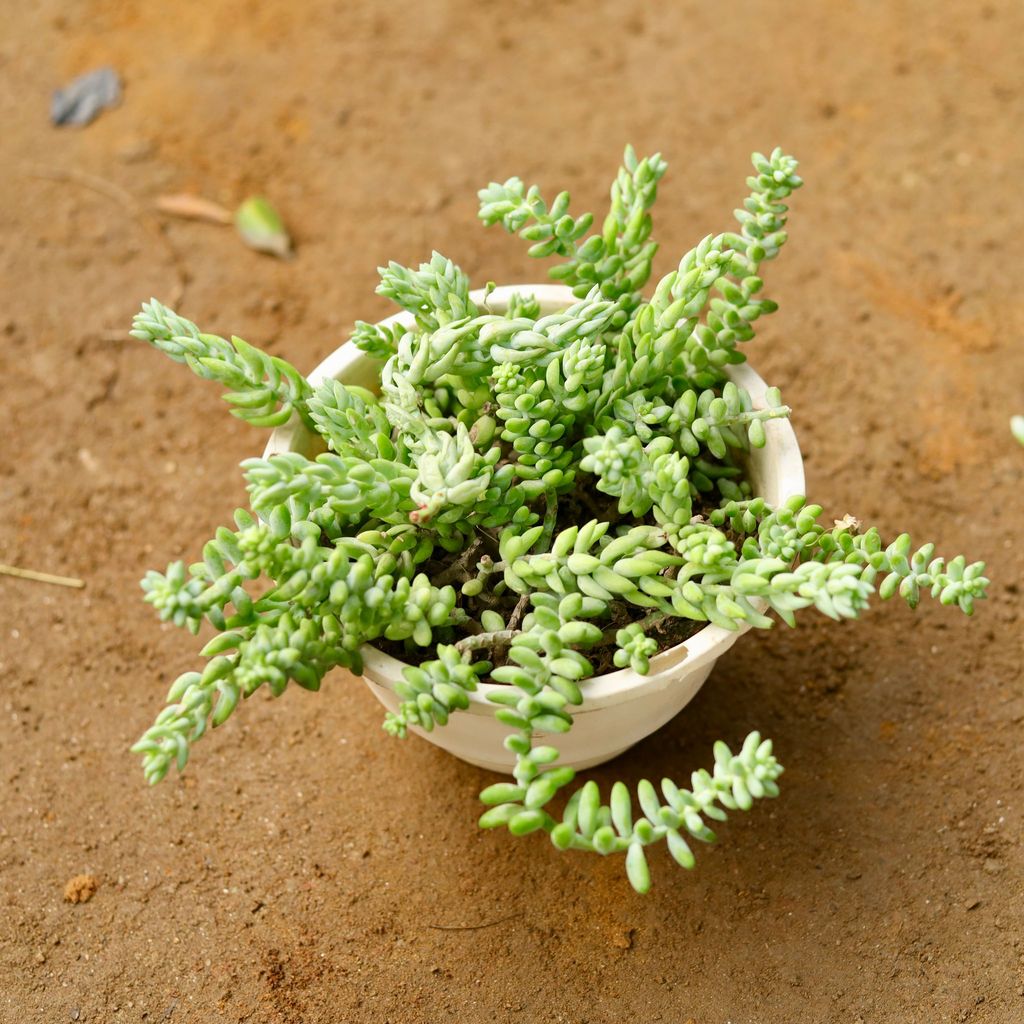 Pigmy Weed Succulent in 5 Inch Hanging Basket