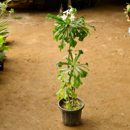 Buy Nagdon Champa (any colour) in 12 Inch Nursery Pot Online | Urvann.com