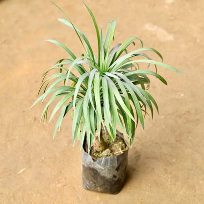 Buy Yucca Gluca in 7 Inch Nursery Bag Online | Urvann.com