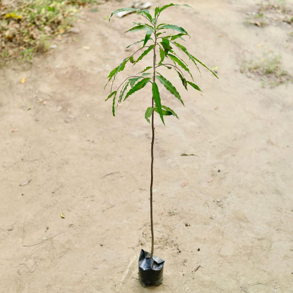 Ashoka / Saraca (~ 3 ft) in 3 Inch Nursery Bag