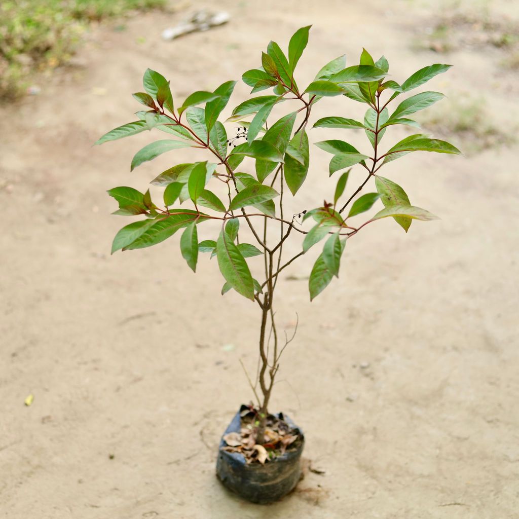 Hamelia / Firebush (any colour) in 6 Inch Nursery Bag