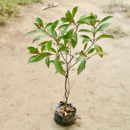 Buy Hamelia / Firebush (any colour) in 6 Inch Nursery Bag Online | Urvann.com