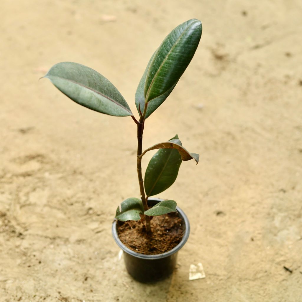 Rubber in 5 Inch Nursery Pot