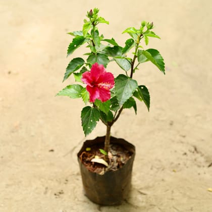 Buy Hibiscus (any colour) in 5 Inch Nursery Bag Online | Urvann.com