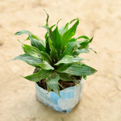 Buy Dracaena Compacta in 4 Inch Nursery Bag Online | Urvann.com