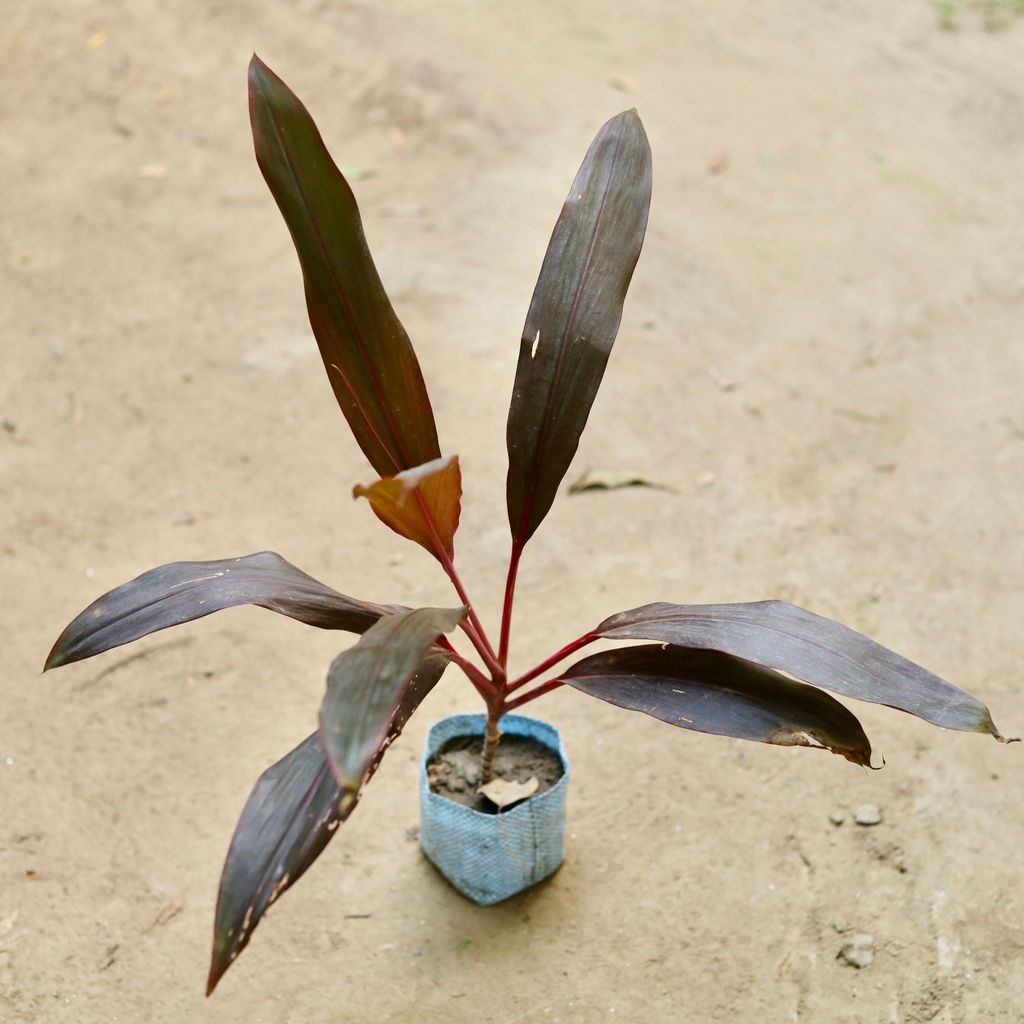 Dracaena Rosea in 4 Inch Nursery Bag