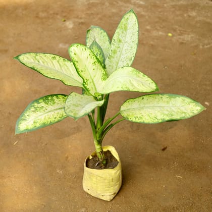 Buy Dieffenbachia Dumbcane in 7 Inch Nursery Bag Online | Urvann.com