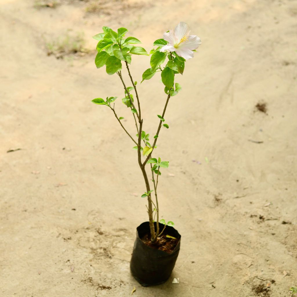 Hibiscus ~ 2.5 ft (any colour) in 4 Inch Nursery Bag