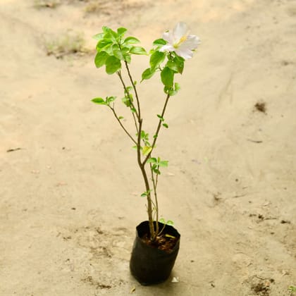 Buy Hibiscus ~ 2.5 ft (any colour)  in 4 Inch Nursery Bag Online | Urvann.com