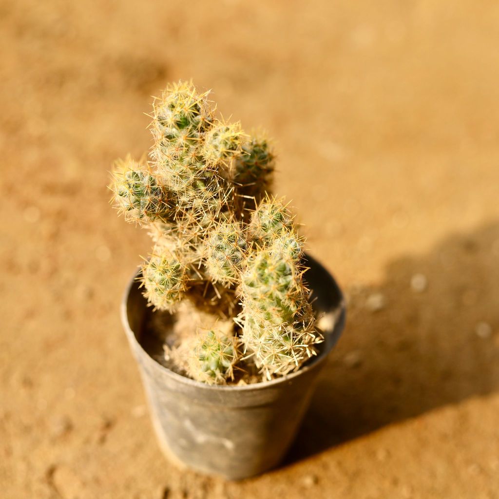 Mammillaria elongata Cactus in 3 Inch Nursery Pot