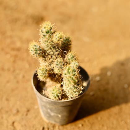 Buy Mammillaria elongata Cactus in 3 Inch Nursery Pot Online | Urvann.com