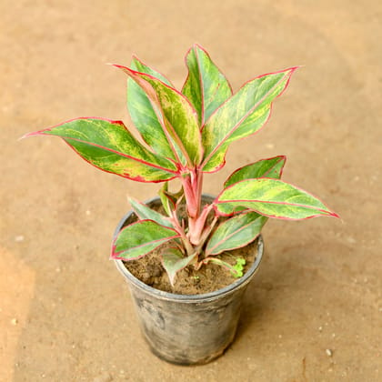 Buy Aglaonema Lipstick in 5 Inch Nursery Pot Online | Urvann.com