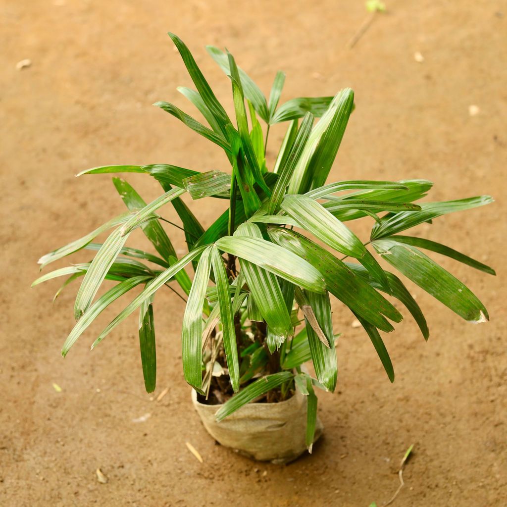 Raphis / Rhaphis Palm in 6 Inch Nursery Bag