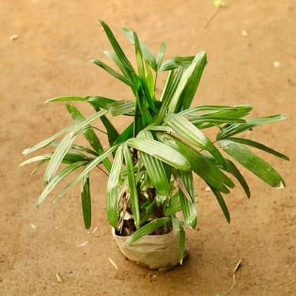 Buy Raphis / Rhaphis Palm in 6 Inch Nursery Bag Online | Urvann.com