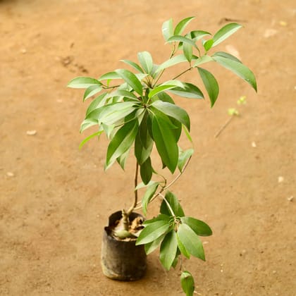 Buy Grafted Chiku / Sapodilla  in 5 Inch Nursery Bag Online | Urvann.com