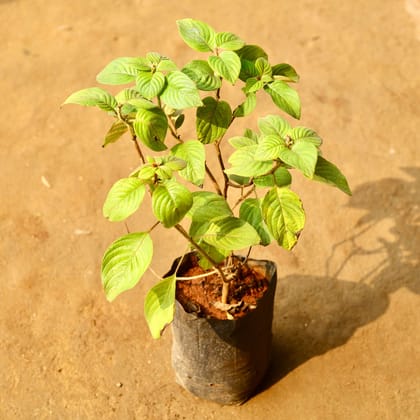 Buy Mussaenda Red Leaf in 6 Inch Nursery Bag Online | Urvann.com