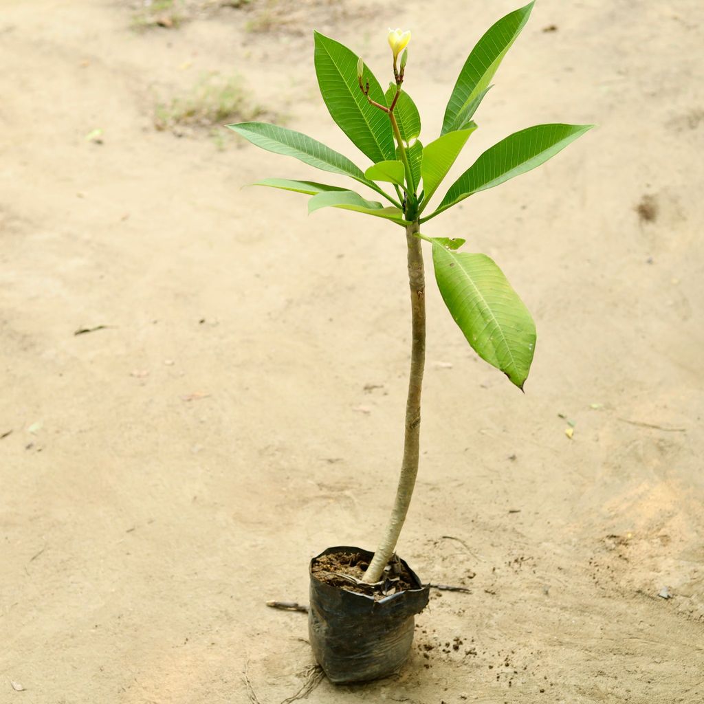 Champa / Plumeria (any colour) in 4 Inch Nursery Bag