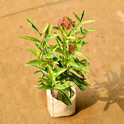 Buy Ixora Red in 7 Inch Nursery Bag Online | Urvann.com