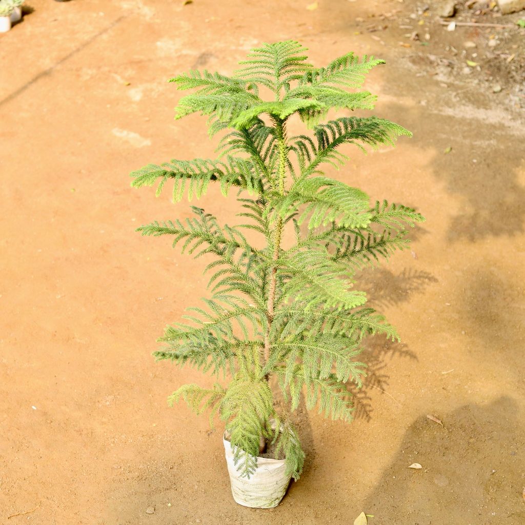 Araucaria / Christmas Tree (~ 1 Ft) in 5 Inch Nursery Bag