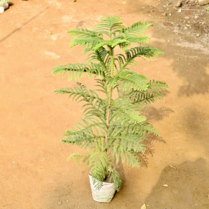 Buy Araucaria / Christmas Tree (~ 1 Ft) in 5 Inch Nursery Bag Online | Urvann.com