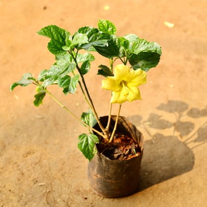 Buy Hibiscus / Gudhal Yellow in 6 Inch Nursery Bag Online | Urvann.com