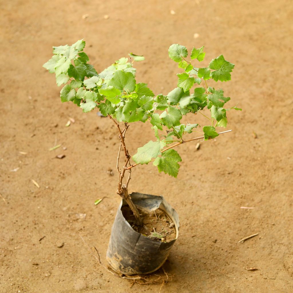 Angoor / Grape Bel in 8 Inch Nursery Bag