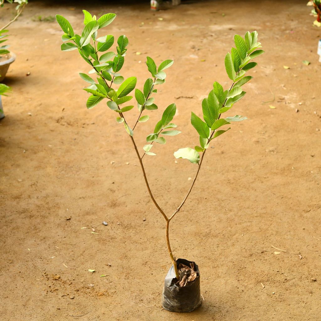 Grafted Amrood / Guava (~ 1.5 Ft) in 6 Inch Nursery Bag