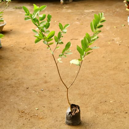 Buy Grafted Amrood / Guava in 6 Inch Nursery Bag Online | Urvann.com