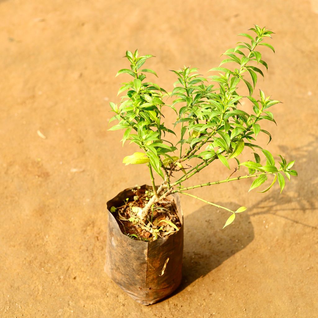 Allamanda Yellow in 6 Inch Nursery Bag