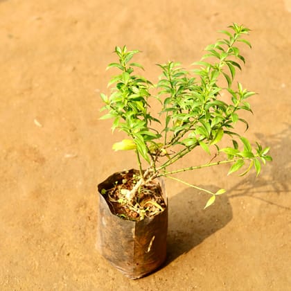 Buy Allamanda Yellow in 6 Inch Nursery Bag Online | Urvann.com