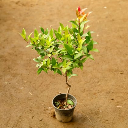 Buy Cristina Ficus in 4 Inch Nursery Pot Online | Urvann.com