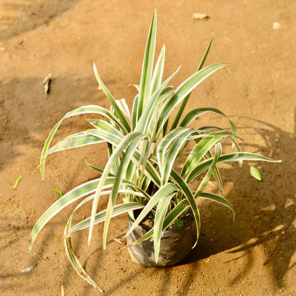 Pandanus Variegated in 6 Inch Nursery Bag