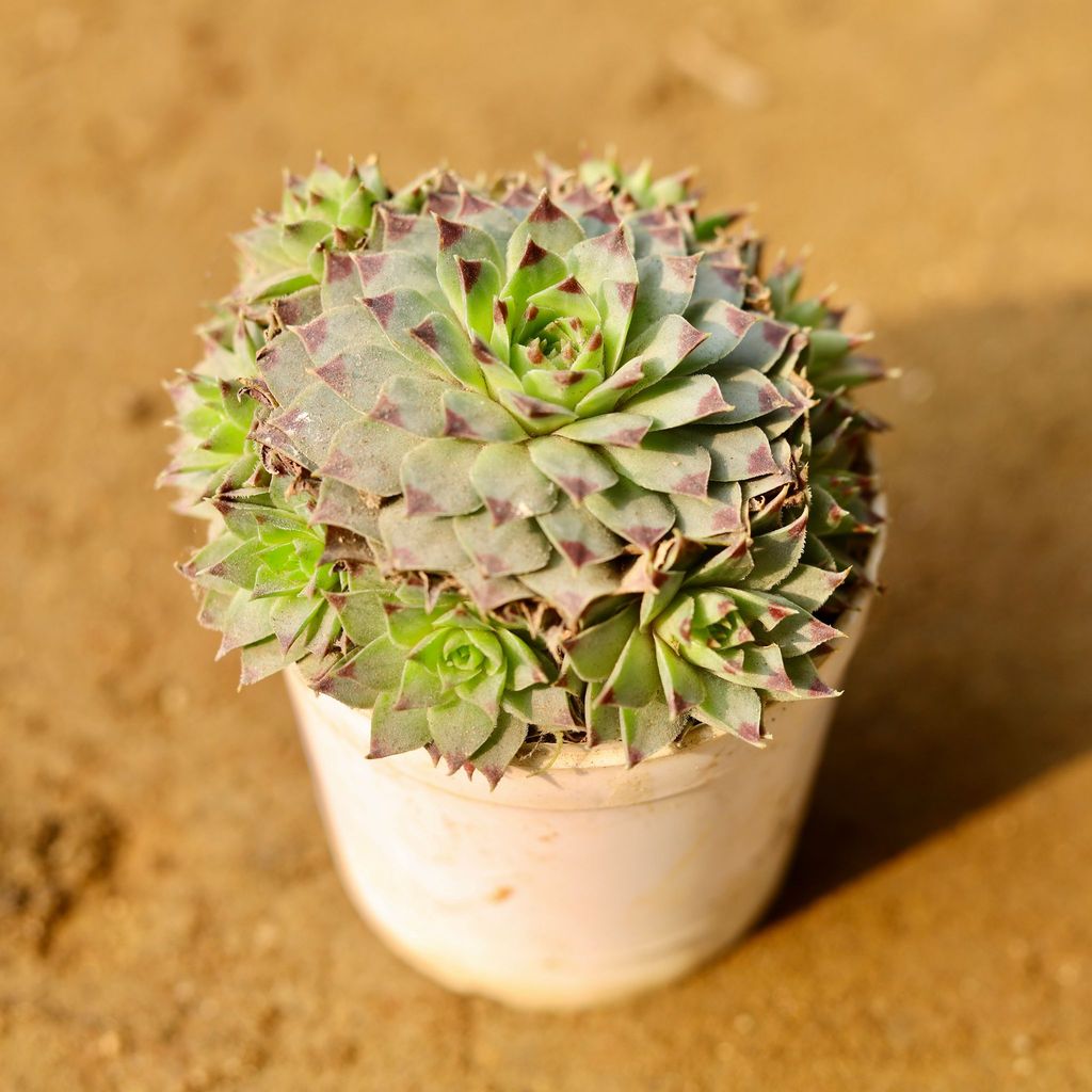 Laxmi Kamal Succulent in 3 Inch Nursery Pot