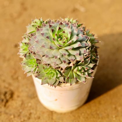 Buy Laxmi Kamal Succulent in 3 Inch Nursery Pot Online | Urvann.com