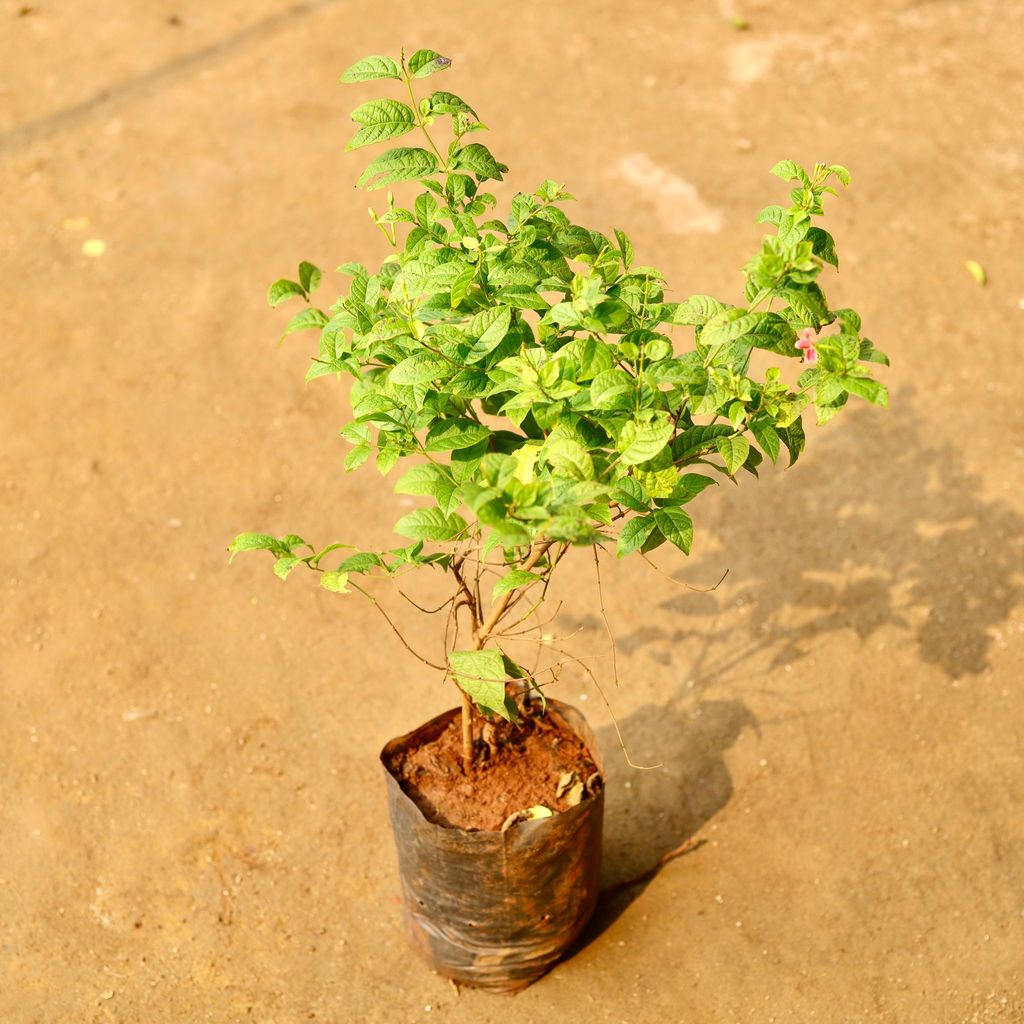 Madhu Malti / Rangoon Creeper (any colour) in 6 Inch Nursery Bag