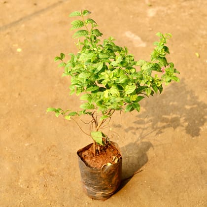 Buy Madhu Malti / Rangoon Creeper (any colour) in 6 Inch Nursery Bag Online | Urvann.com