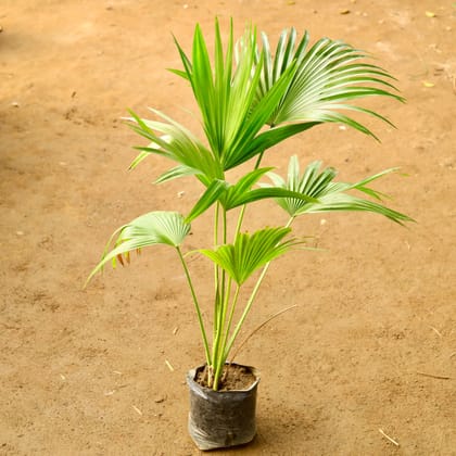 Buy China / Fan Palm in 6 Inch Nursery Bag Online | Urvann.com