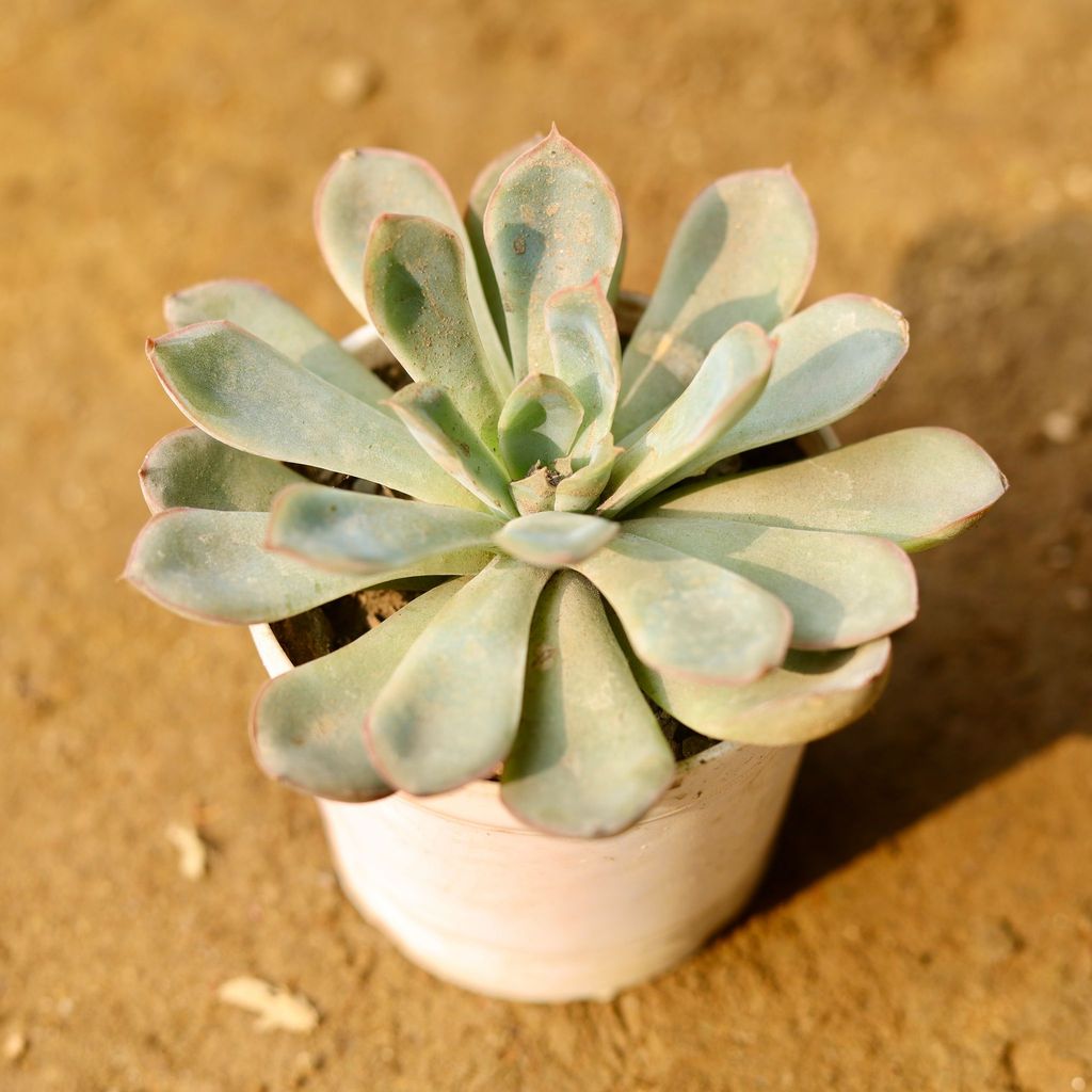 Echeveria Red tipped Succulent in 3 Inch Nursery Pot