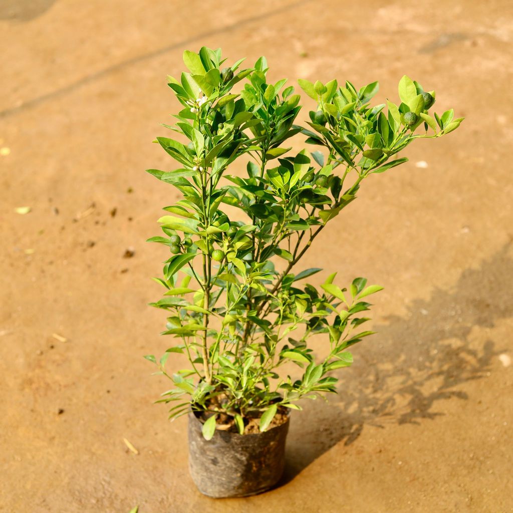 Narangi / Orange Dwarf in 6 Inch Nursery Bag