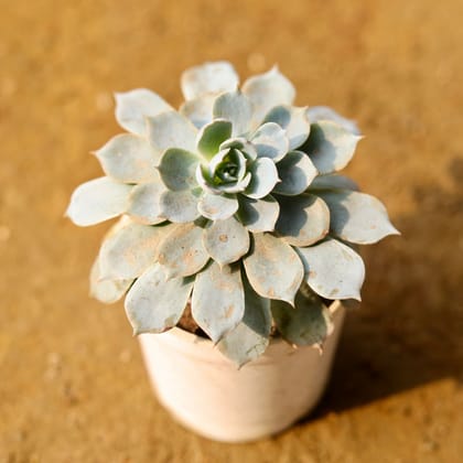 Buy Echeveria Grey Succulent in 3 Inch Nursery Pot Online | Urvann.com