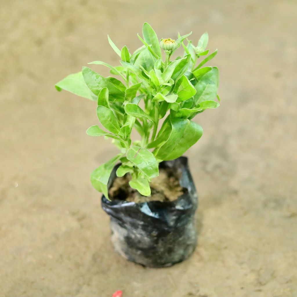 Calendula any colour  in 4 Inch Nursery Bag