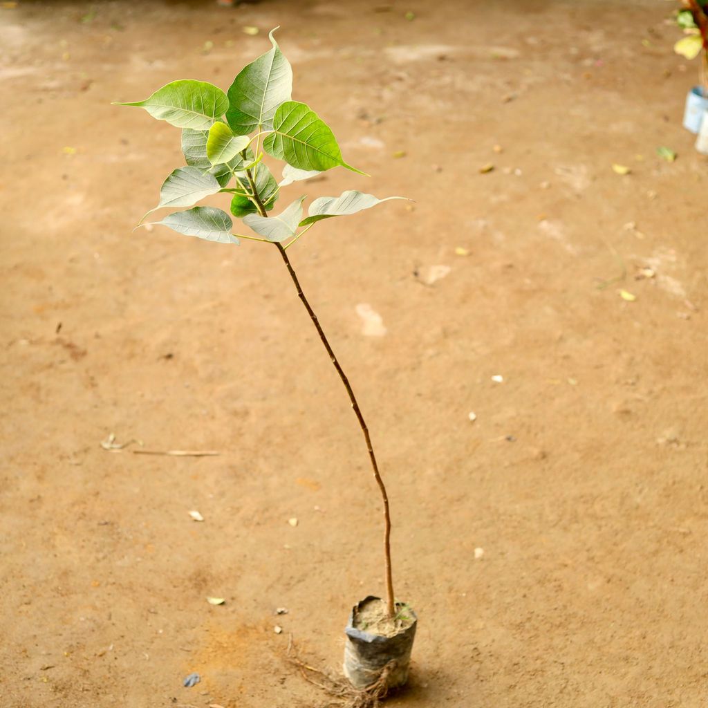 Peepal / Sacred fig in 4 Inch Nursery Bag