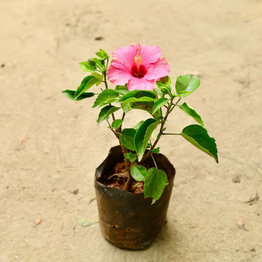 Hibiscus Pink  in 6 Inch Nursery Bag