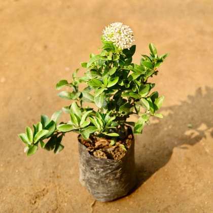 Buy Ixora Dwarf White in 4 Inch Nursery Bag Online | Urvann.com