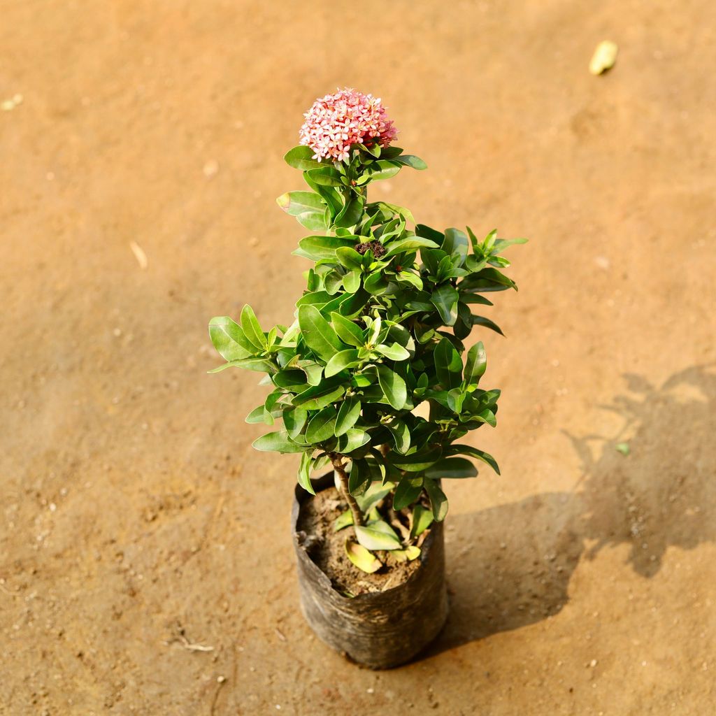 Ixora Dwarf Pink in 4 Inch Nursery Bag